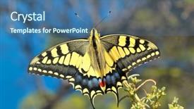  Presentation with nature diversity community - Beautiful presentation theme featuring butterfly in nature - eastern tiger backdrop and a  colored foreground