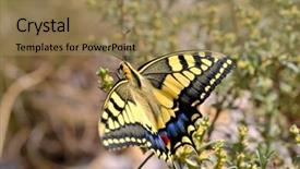  Presentation with butterfly - PPT theme with butterfly in nature - eastern tiger background and a coral colored foreground