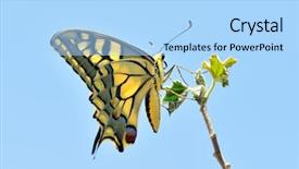  Presentation with calming nature - Presentation theme with butterfly in nature - eastern tiger background and a light blue colored foreground