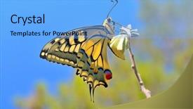  Presentation with calming nature - Cool new presentation theme with butterfly in nature - eastern tiger backdrop and a  colored foreground