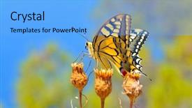  Presentation with eastern - Cool new PPT theme with butterfly in nature - eastern tiger backdrop and a  colored foreground