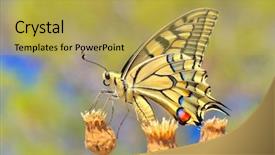  Presentation with eastern - Slide set enhanced with butterfly in nature - eastern tiger background and a yellow colored foreground