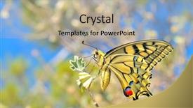  Presentation with nature vines - Beautiful presentation theme featuring butterfly in nature - eastern tiger backdrop and a  colored foreground