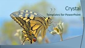  Presentation with western and eastern philosophy - Colorful slides enhanced with butterfly in nature - eastern tiger backdrop and a light blue colored foreground