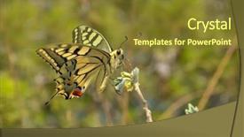  Presentation with eastern - Colorful theme enhanced with butterfly in nature - eastern tiger backdrop and a  colored foreground