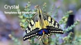  Presentation with free nature - PPT theme having butterfly in nature - eastern tiger background and a  colored foreground