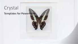  Presentation with butterfly - PPT layouts having butterfly-in-the-frame background and a white colored foreground