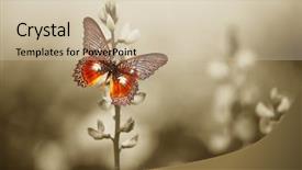  Presentation with butterfly - Cool new slides with butterfly in the moody sepia backdrop and a soft green colored foreground