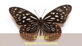  Presentation with insect - Slides featuring butterfly-insect-dark-blue-tiger background and a tawny brown colored foreground