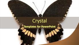  Presentation with butterfly - PPT layouts consisting of butterfly-insects-papilio-gambrisius-isolated background and a tawny brown colored foreground