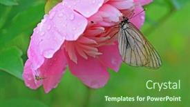  Presentation with hide - Theme with butterfly is under flower to hide from rain background and a forest green colored foreground