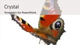  Presentation with butterfly - Cool new slide set with butterfly isolated on the white backdrop and a light gray colored foreground