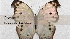  Presentation with monarch butterfly isolated on white - Slides enhanced with butterfly isolated on white background background and a coral colored foreground