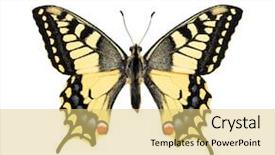  Presentation with butterfly - Colorful presentation enhanced with butterfly isolated on white background backdrop and a yellow colored foreground