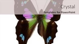  Presentation with butterfly - Slide set enhanced with butterfly-isolated-on-white-background background and a light gray colored foreground