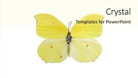  Presentation with butterfly - Cool new PPT theme with butterfly isolated on white background backdrop and a blonde colored foreground