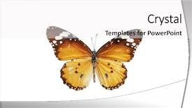  Presentation with butterfly - Audience pleasing PPT theme consisting of butterfly isolated on white background backdrop and a white colored foreground