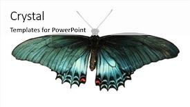  Presentation with butterfly - Colorful theme enhanced with australia free - exotic butterfly isolated on white backdrop and a  colored foreground