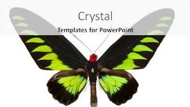  Presentation with butterfly - Beautiful presentation theme featuring butterfly-isolated-on-white backdrop and a white colored foreground