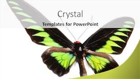  Presentation with butterfly - Slides consisting of butterfly-isolated-on-white background and a white colored foreground
