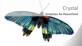  Presentation with isolation - Cool new presentation theme with butterfly-isolation-on-the-white backdrop and a white colored foreground