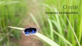  Presentation with blade - PPT theme consisting of butterfly-junonia-orithya-on-blade background and a yellow colored foreground