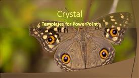  Presentation with pansy - Slide deck enhanced with butterfly-lemon-pansy-junonia-lemonias background and a tawny brown colored foreground