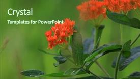  Presentation with north america - Amazing presentation theme having butterfly milkweed is north east backdrop and a tawny brown colored foreground