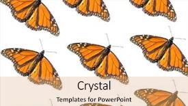  Presentation with monarch butterfly - Beautiful slide set featuring butterfly monarch seamless background backdrop and a  colored foreground