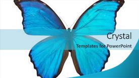  Presentation with element - Amazing slide set having butterfly morpho element of design backdrop and a  colored foreground