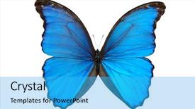  Presentation with butterfly - Beautiful slides featuring butterfly morpho menelaus in blue backdrop and a cyan colored foreground