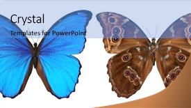  Presentation with butterfly - Theme enhanced with butterfly morpho menelaus top background and a teal colored foreground