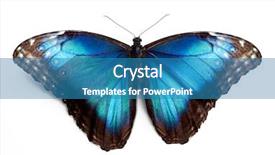  Presentation with butterfly transformation - PPT theme featuring butterfly morpho rhetenor cacica isolated background and a teal colored foreground