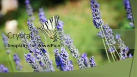  Presentation with rustic floral pic frames - Beautiful PPT theme featuring butterfly named scarce swallowtail backdrop and a mint green colored foreground