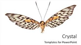  Presentation with butterfly - Beautiful PPT theme featuring butterfly neurosigma siva nonius isolated backdrop and a white colored foreground