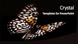  Presentation with butterfly - PPT theme with butterfly neurosigma siva nonius isolated background and a black colored foreground
