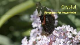  Presentation with butterfly - Amazing presentation having butterfly-nymphalidae-on-a-buddleja backdrop and a tawny brown colored foreground