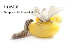  Presentation with worm - Cool new slides with butterfly of silkworm with cocoon backdrop and a white colored foreground