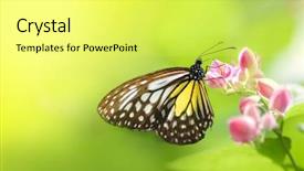 Presentation with butterfly - Presentation theme with butterfly on a flower background and a yellow colored foreground