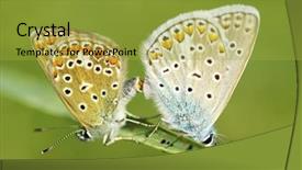  Presentation with green leaf - Presentation design with butterfly on a green leaf background and a  colored foreground