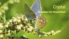  Presentation with water rain drop hanging on a fresh green leaf - Presentation theme consisting of butterfly on a green leaf background and a  colored foreground