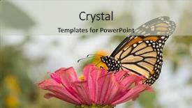  Presentation with monarch butterfly - Amazing slide set having butterfly on a pink flower backdrop and a soft green colored foreground