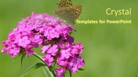  Presentation with purple butterfly - Presentation theme with butterfly-on-a-purple-phlox background and a tawny brown colored foreground