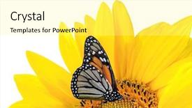  Presentation with sunflower - Slides featuring butterfly on a sunflower background and a blonde colored foreground