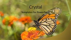 Presentation with orange plant - PPT theme enhanced with butterfly on an orange flower background and a gold colored foreground