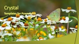  Presentation with daisy - Beautiful presentation featuring butterfly-on-daisy-flowers backdrop and a tawny brown colored foreground