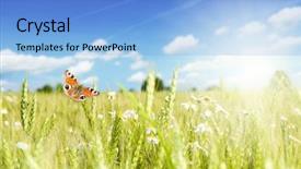  Presentation with butterfly - Cool new presentation theme with butterfly on flower field backdrop and a light blue colored foreground