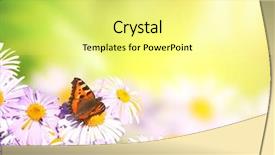 Presentation with green color - Slide set with butterfly on flower on sunny background and a  colored foreground