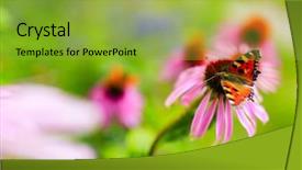  Presentation with purple butterfly - Cool new theme with colorful butterfly on flower purple coneflower echinacea backdrop and a yellow colored foreground