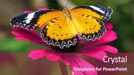  Presentation with butterfly - Presentation theme enhanced with butterfly on flower background and a violet colored foreground